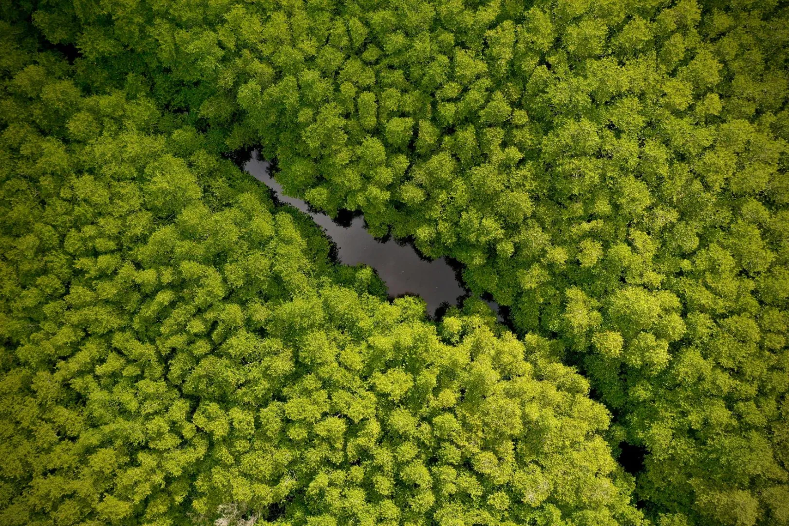 mangrove lembongan